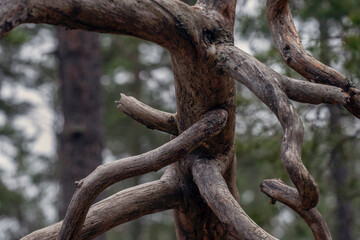 old tree trunk,nacka,swedn,sverige