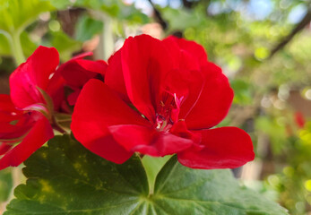 Zonal geranium close up (Pelargonium hortorum)