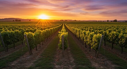 Naklejka premium Vineyard at Sunset - Photo