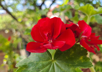 Zonal geranium close up (Pelargonium hortorum)