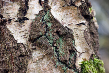 bark of a treegreen moss on a tree,nacka,sverige,sweden,stockholm.mats,autumn