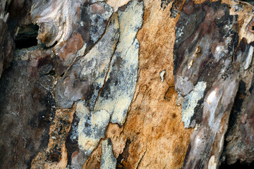 bark of a tree