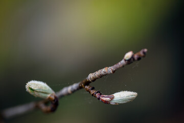 pussy willow branch, eastern,nacka,sverige,sweden,stockholm.mats,autumn