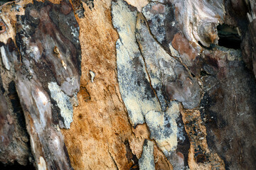 tree bark texture, eastern,nacka,sverige,sweden,stockholm.mats,autumn