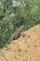 A lizard is on a rock