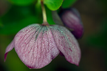 close up of a purple flower, eastern,nacka,sverige,sweden,stockholm.mats,autumn
