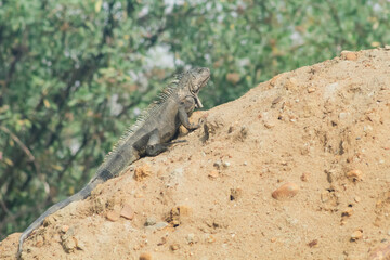 A lizard is on a rock