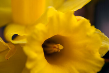 close up of yellow lily, eastern,nacka,sverige,sweden,stockholm.mats,autumn