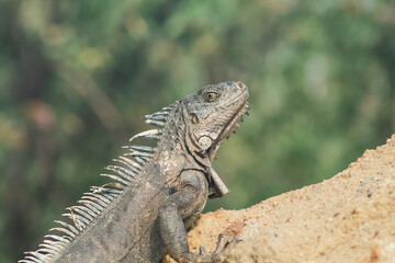 A lizard is on a rock, looking at the camera