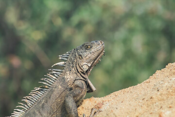 A lizard is sitting on a rock