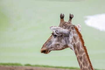 Close up head giraffe in the garden