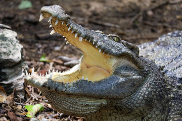 Close up crocodile is action show head in garden