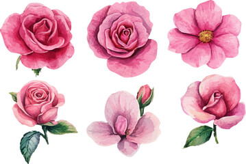 Naklejka premium set of pink roses isolated