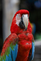 Close up head the red macaw parrot bird in garden