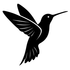 hummingbird vector illustration