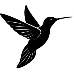 hummingbird vector illustration