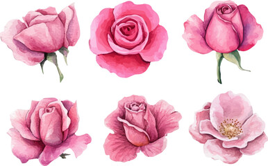 watercolor set of pink roses flowers