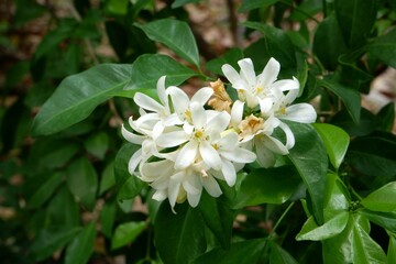 Close-up of white Orange jasmine flowers in the garden.