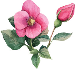 pink rose on white background