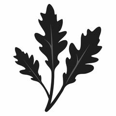 Arugula isolated on white