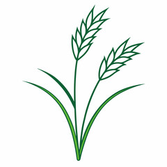 Fototapeta premium Rice plant isolated on white background