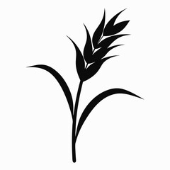 vector silhouette of a Rice plant