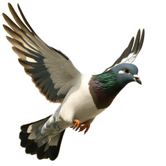 Fototapeta premium Detailed image of a flying pigeon with fully spread wings showcasing its feathers and natural colors in motion, isolated on a white background