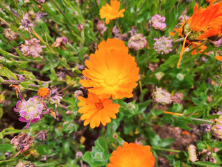 Pot Marigold or Calendula in Sakura Park Atok Benguet.