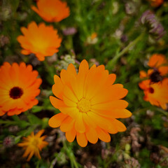 Pot Marigold or Calendula in Sakura Park Atok Benguet.