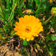 Pot Marigold or Calendula in Sakura Park Atok Benguet.