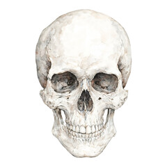 Obraz premium Skull Head Front View Isolated Hand Drawn Watercolor Painting Illustration of Human Anatomy