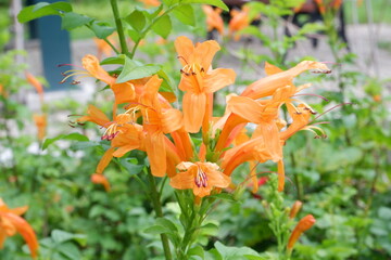 Close-up of orange flowers of Cape honeysuckle (Tecoma capensis (Thunb.) Lindl.).