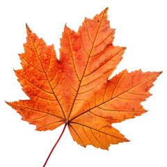 Fototapeta premium Single orange maple leaf, autumn colors