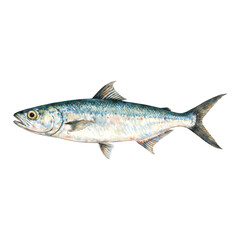 Naklejka premium Mackerel Fish Detailed Isolated Hand Drawn Watercolor Painting Illustration Art Design Element