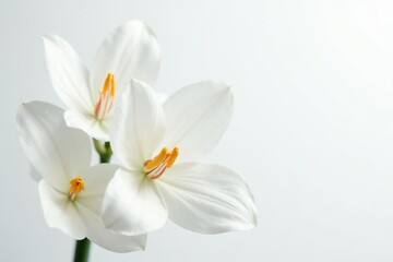 Close-up of pristine white petals against pure white backdrop, unblemished, flower photography, photography