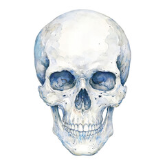 Obraz premium Watercolor Skull Head Isolated Front View Anatomy Illustration Hand Drawn Painting Artwork