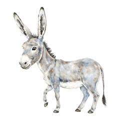 Obraz premium Cute Grey Donkey Portrait with Long Ears Isolated Hand Drawn Watercolor Painting Illustration