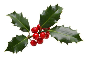 A bunch of red berries and green holly leaves, a classic Christmas decoration isolated on a branch, evokes the winter holiday season.