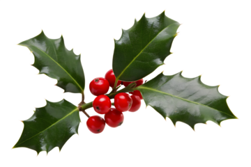 A bunch of red berries and green holly leaves, a classic Christmas decoration isolated on a branch, evokes the winter holiday season.