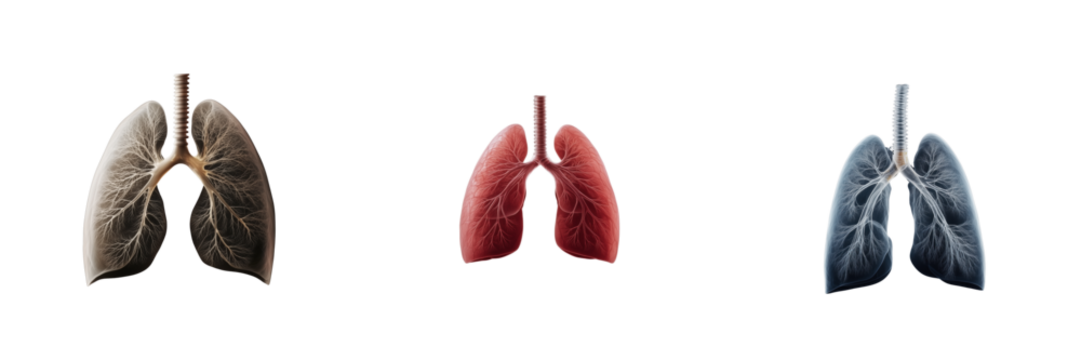 Understanding lung health an infographic on recent medical research on transparent background