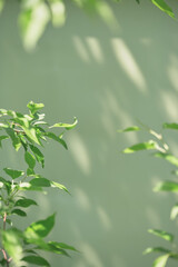 Leaves softly illuminated against a green background in natural daylight