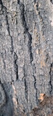 tree bark texture