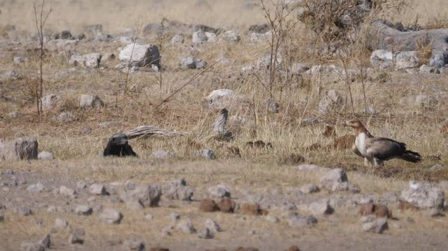 Honeybadger and Tawny eagle at Etosha National Park Namibia