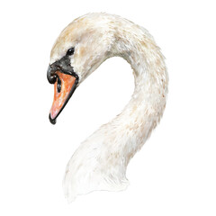 Fototapeta premium Elegant Swan Head Close Up Isolated Hand Drawn Watercolor Painting Illustration Graceful neck
