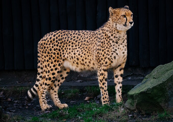 Cheetah in Profile against Dark Background