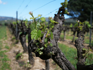 Vigne en Provence