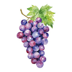 Fototapeta premium Purple Grapes with Green Leaves Isolated Hand Drawn Watercolor Painting Illustration Fresh Fruits