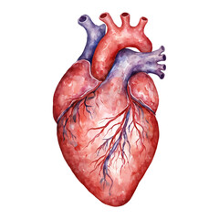 Human Heart Anatomy Isolated Hand Drawn Watercolor Painting Illustration of Organ System in Detail
