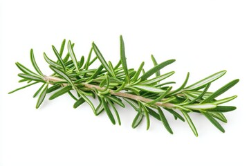 Fototapeta premium Fresh Rosemary Sprig Vibrant Green Herb Isolated on White Background Perfect for Culinary and Aromatic