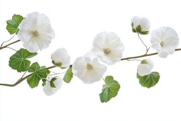 Fototapeta premium Delicate white blossoms on a branch serene nature s beauty showcasing soft petals against a bright white background pure elegance